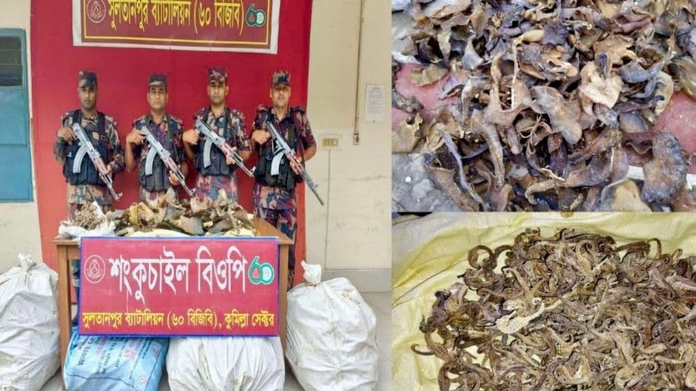 কুমিল্লায় বিপুল পরিমাণে হাঙরের পাখা ও সি হর্স উদ্ধার