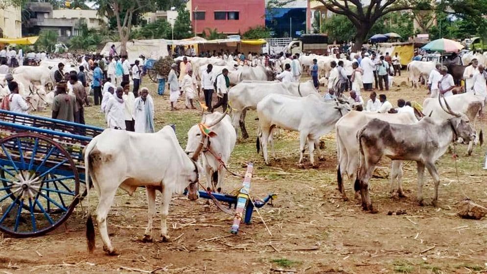 পশ্চিমবঙ্গে হিন্দু খামারিদের হাহাকার, আত্মহত্যার হুমকি