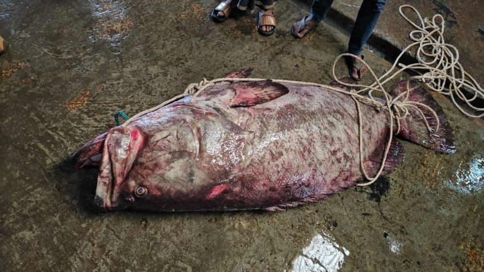 জেলের জালে মিলল ২০০ কেজির বোল মাছ