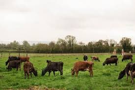 সীমান্ত থেকে ৯৫ গরু ধরে নিয়ে গেল বিএসএফ