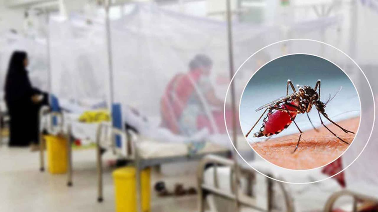 ডেঙ্গুতে একদিনে ৩ মৃত্যু, হাসপাতালে ভর্তি ৭৩৫ image