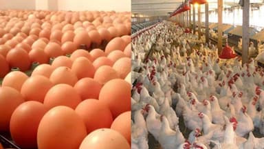 বাংলাদেশ থেকে মুরগি ও ডিম নেবে না সৌদি আরব image