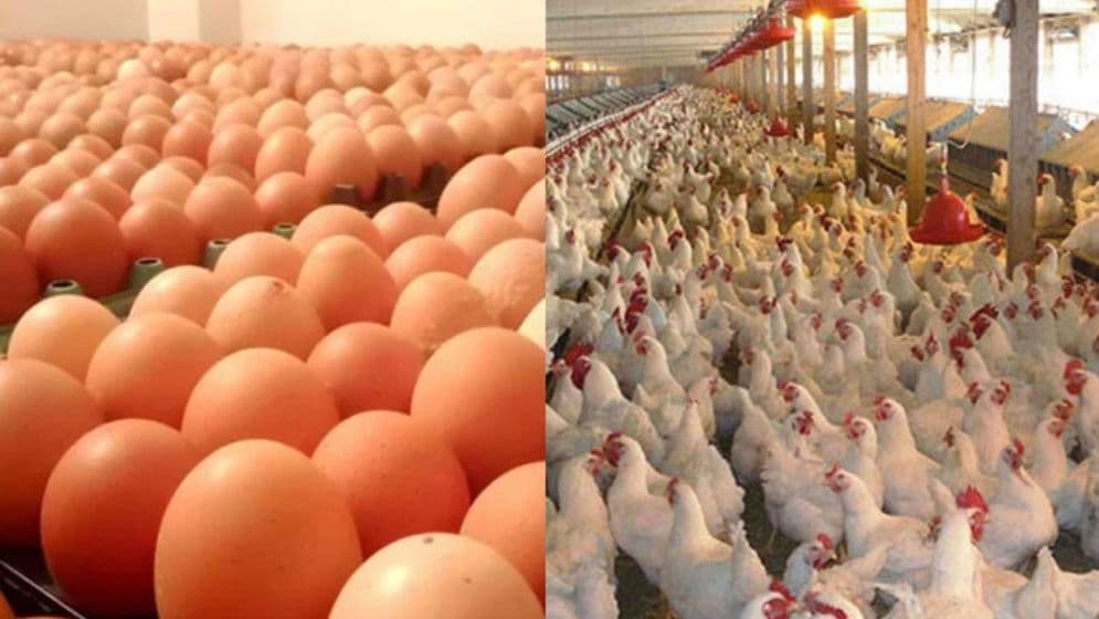 বাংলাদেশ থেকে মুরগি ও ডিম নেবে না সৌদি আরবImage