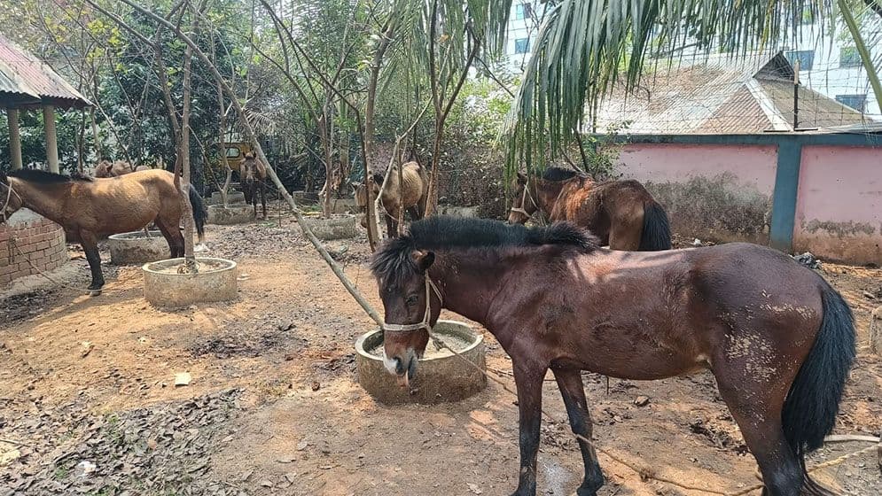 জব্দ ঘোড়া বিক্রির অভিযোগ ওসির বিরুদ্ধে, সমালোচনার মুখে নিলাম