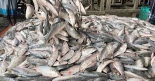 এক টানেই ধরা পড়ল ১০১ মণ ইলিশ, ৩৩ লাখে বিক্রি