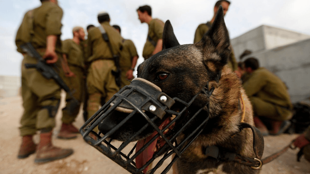 তেহরান টাইমসের প্রতিবেদন  ইসরাইলের কারাগারে কুকুর লেলিয়ে দিয়ে ফিলিস্তিনি বন্দিদের ধর্ষণ!