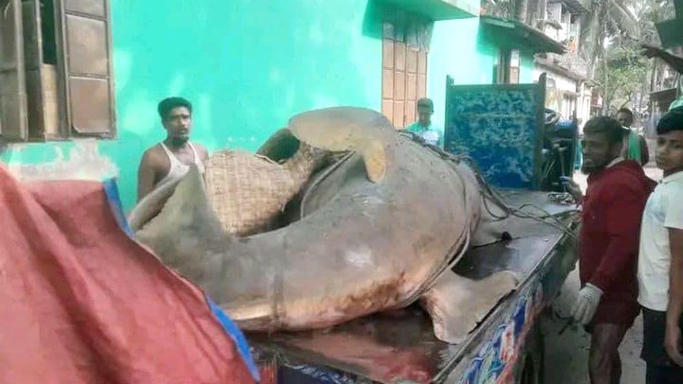 ২৫ মণের ‘দানব’ মাছ বিক্রি হলো আড়াই লাখ টাকায়Image