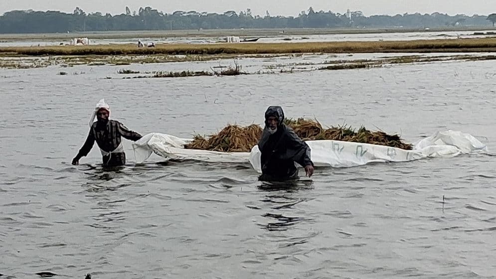 সব ধান তল অইয়া গেছে, আমার বাচ্চারা কী খাইব?Image