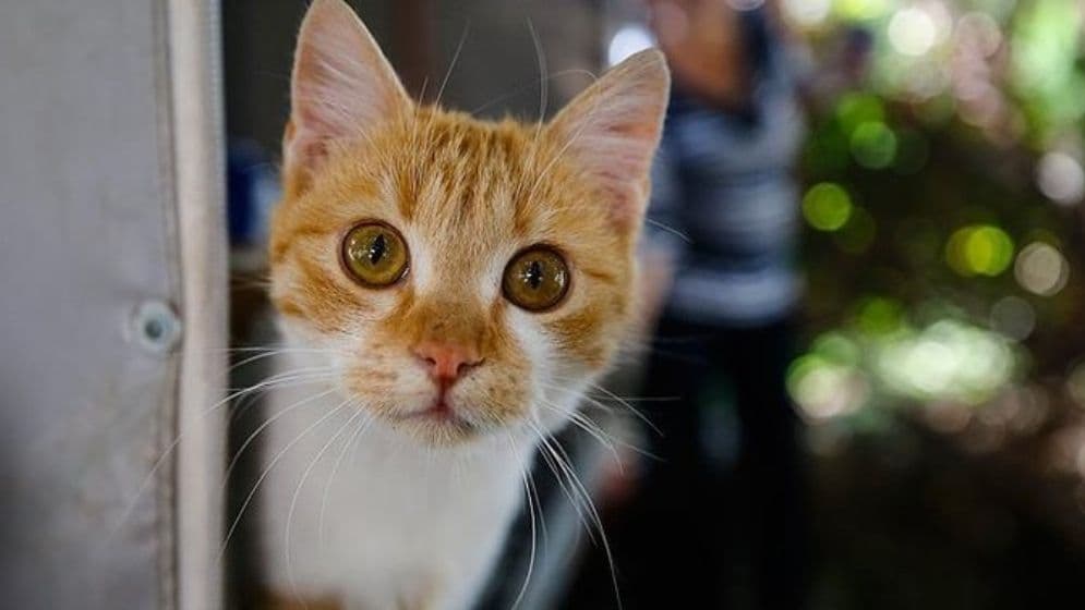 ২০৫০ সালের মধ্যে কয়েক মিলিয়ন বিড়াল নির্মূল করতে চায় নিউজিল্যান্ডImage