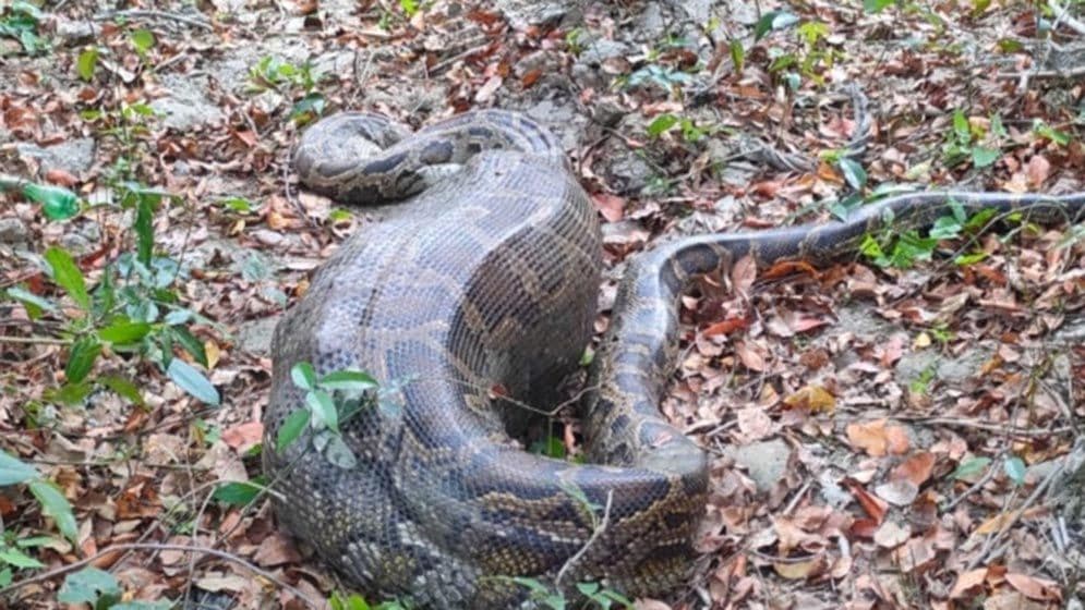 জীবিত আস্ত ছাগল গিলে ফেলেছে সুন্দরবনের অজগর